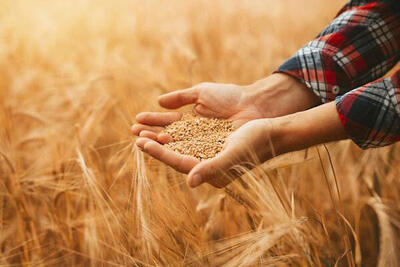 ۱۴۳ هزار تن گندم در مازندران ذخیره شده است