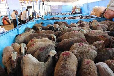 کشتار ۵.۶۲ درصد گوسفند و بره ذبح شده کشور در آذربایجان شرقی