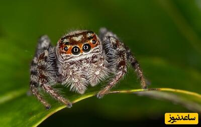 شکار تصویر عجیب‌ترین عنکبوت چهار‌‌چشمی دنیا/ چهره مظلومی که ممکن است فریبتان دهد!