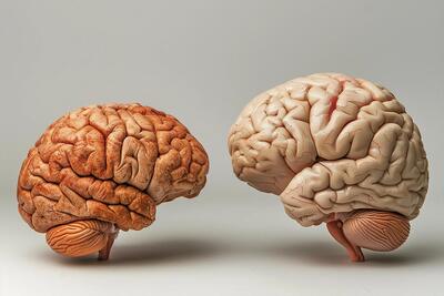 بینش های تکاملی جدید درباره اندازه مغز گونه های مختلف