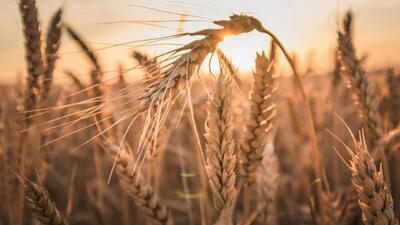 افزایش ۲۰ درصدی تولید گندم در چهارمحال و بختیاری