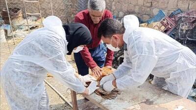 اجرای طرح رصد بیماری آنفلوآنزای فوق حاد پرندگان در کرمان
