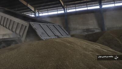 ۱۴ هزار تُن گندم از کشاورزان مهاباد خریداری شد