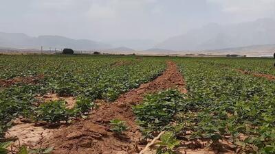 کشت لوبیا در اراضی کشاورزی شهرستان خانمیرزا