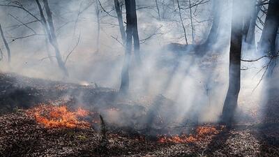 سطح آتش سوزی جنگل‌ها و مراتع به بیش از ۱۱ هزار هکتار رسید