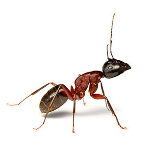 مورچه‌های جراح چطور پا قطع می‌کنند؟