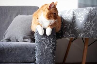 چطور گربه‌ها را از چنگ زدن مبل‌ها بازداریم؟