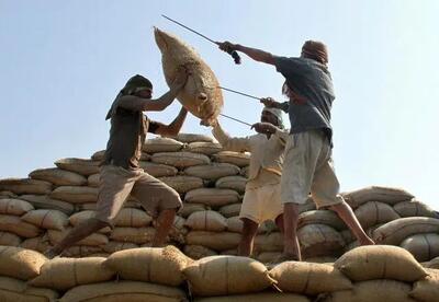 روی خوش هند به خریداران برنج در دنیا/ برنج هندی چطور بازارهای جهانی را قبضه کرد؟