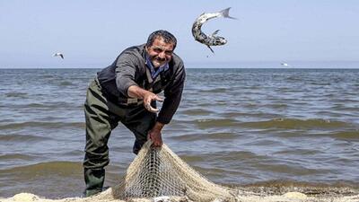 بازار پرسود صادرات ماهی قزل‌آلا