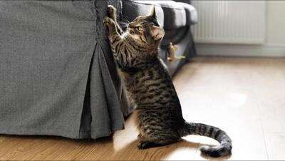 چطور گربه‌ها را از چنگ زدن مبل‌ها بازداریم؟ | پایگاه خبری تحلیلی انصاف نیوز