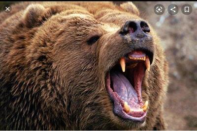 (ویدئو) فیلمی از خرس قهوه‌ای در حال رفع خارش پوست خود در ارتفاعات مازندران