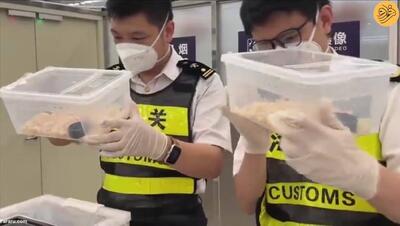 (ویدئو) تلاش مرد چینی برای قاچاق بیش از ۱۰۰ مار در شلوارش ناکام ماند