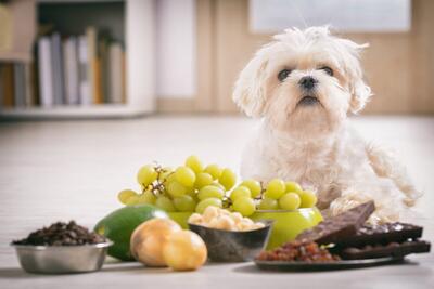 ۳۰ غذای سمی برای سگ ها