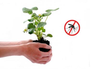 گیاهان دفع کننده حشرات از آپارتمان شما در تابستان!