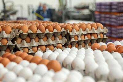 امروز (چهارشنبه ۲۰ تیر)؛ قیمت تخم مرغ در بازار روز چند شد؟