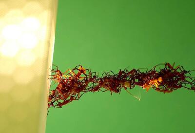 ببینید | مهارت شگفت‌انگیز مورچه‌ها برای حمله به کندو زنبورها!