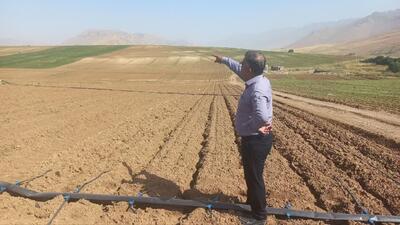 ۵۰ هکتار هویج در مزارع شهرستان کوهرنگ کشت شد