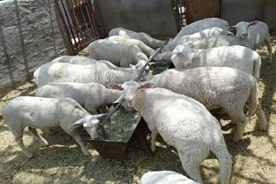 پرورش ۴۰ رأس گوسفند لاکن در یزد آغاز شد