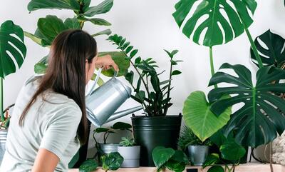 15 ترفند غیر قابل باور برای رشد سریع گیاهان آپارتمانی!