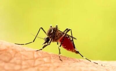 هشدار! این بیماری‌ها از پشه‌ به انسان‌ منتقل می‌شوند