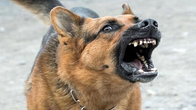 سگ نگهبان گوش مرد بیگناه از ته کند / حمله خونین سگ خشمگین به 11 مشهدی + جزییات