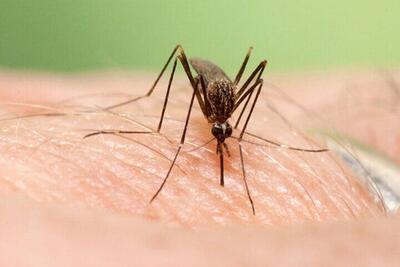 چه بیماری‌هایی از پشه‌ به انسان‌ منتقل می‌شوند؟