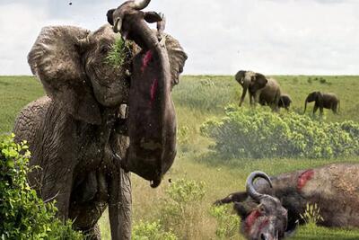 از بدایع حیات وحش؛ فیل غول برای نجات بچش با عاجش شکم بوفالو رو پاره پاره کرد