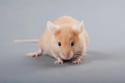اولین موش جهان با سیستم ایمنی انسانی خلق شد | تک ناک