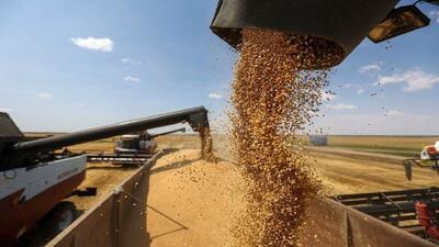 پیش بینی افزایش ۱۲ درصد خرید گندم در استان قزوین