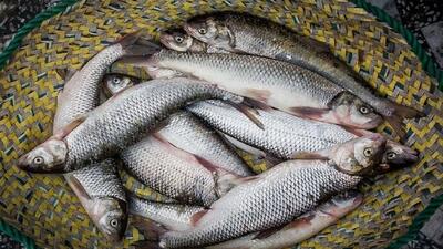 صادرات ۲ هزارتن ماهی قزل‌آلا از ابتدای سال