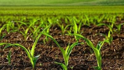 رشد ۴۵ درصدی خرید گندم در خراسان شمالی