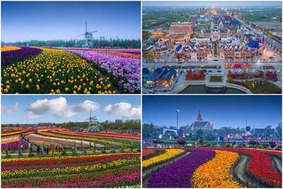 تصاویر نشاط‌بخش از با‌شکوه‌ترین پارک گل‌های هلندی در چین - زومیت