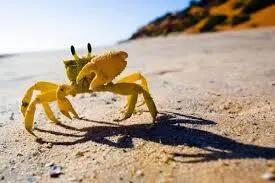 زیباترین خرچنگ جنوب را ببینید | لحظه رقصیدن خرچنگ زرد مژه دار +ویدئو