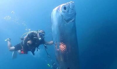ماهی ۱۷ متری که وقتی سرو کله اش پیدا شود، بلای طبیعی نازل می شود!!