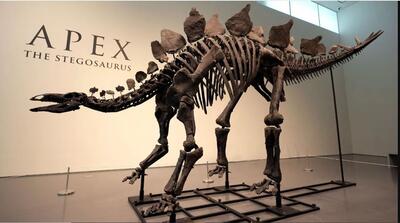 اسکلت تقریبا کامل یک دایناسور ۱۶۱ میلیون ساله ۶ روز دیگر حراج می‌شود