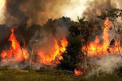 تبعات آتش سوزی در جنگل ها، تا سال‌ها مهار نمی‌شود/ مماشات یا فساد در برخورد با آتش سوزی‌های عمدی | اقتصاد24