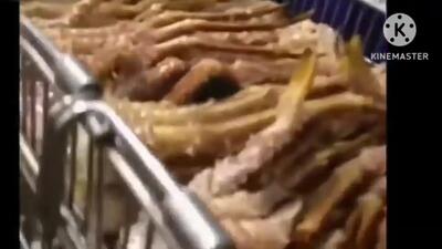 (ویدئو) فرآیند صید صدها تن خرچنگ آلاسکایی توسط ماهیگیران آمریکایی