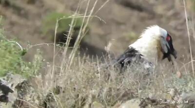 (ویدئو) قدم زدن هُمای افسانه‌ای در پارک ملی گلستان