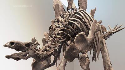 (ویدئو) نمایش فسیل استگوزاروس ۱۶۱ میلیون ساله در نیویورک