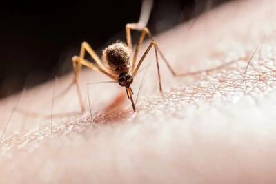 بیماری‌هایی از پشه‌ به انسان‌ منتقل می‌شوند بشناسیم