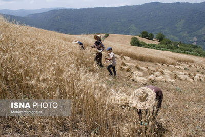 تولید ۶۸۰ هزار تن گندم توسط ۹۴ هزار بهره‌بردار کشاورزی آذربایجان شرقی