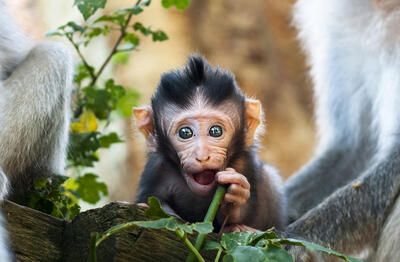 ببینید | تصویری جالب و دیدنی از یک بچه میمون تربیت شده و با اخلاق!