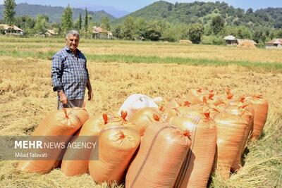 حذف ارز ترجیحی برای واردات برنج/ ۱۰ میلیون تُن گندم خریداری شد