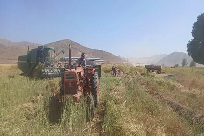 آغاز کیل‌گیری از مزرعه کلزا در شهرستان شهرکرد