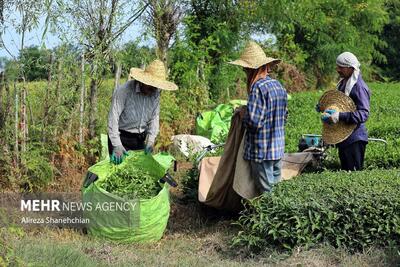 خرید بیش از ۱۵ هزار تن برگ سبز چای از چایکاران رودسری