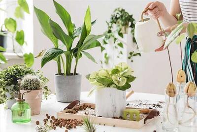 چگونه گیاهان داخل خانه خود را زنده نگه دارید؟ راههای آسان برای مراقبت از گیاهان داخل خانه
