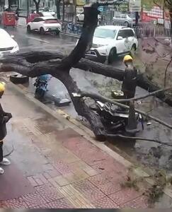 خوش شانسی موتور سوار به هنگام قطع شدن درخت