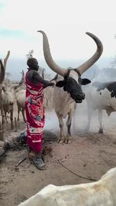 گاوها در قبیله آفریقایی ها