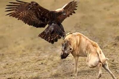 شاهکار حیات وحش؛ عقاب برای  شکار با سگ نگهبان درگیر و بال و پرش پاره میشه