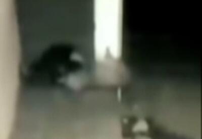 لحظات شکار سگ‌های خانگی توسط پلنگ در اصفهان